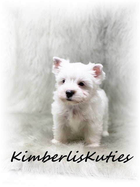 PARTI Yorkshire Terrier ~ Male, Beau