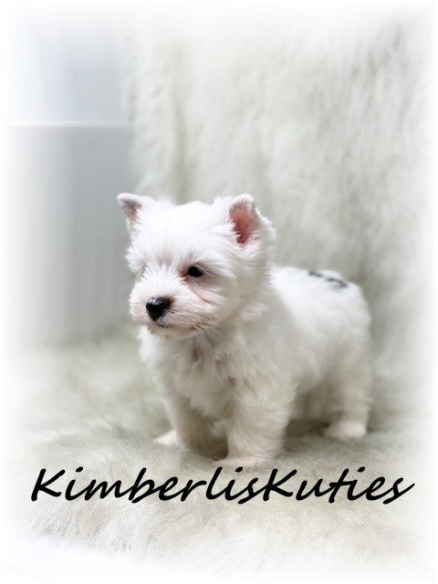 PARTI Yorkshire Terrier ~ Male, Beau