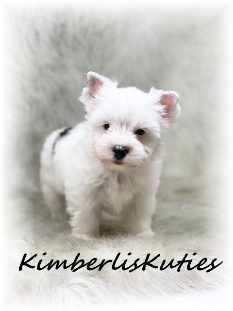 PARTI Yorkshire Terrier ~ Male, Beau
