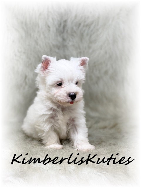PARTI Yorkshire Terrier ~ Male, Beau