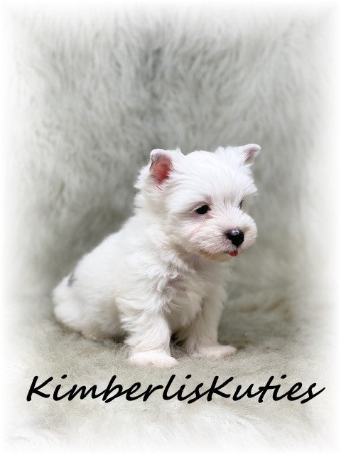 PARTI Yorkshire Terrier ~ Male, Beau