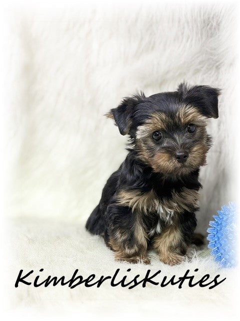 TRADITIONAL Yorkshire Terrier ~ Male, Gunner