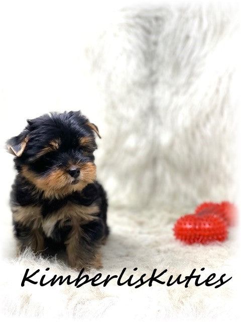 TRADITIONAL Yorkshire Terrier ~ Male, Sage