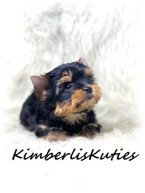 TRADITIONAL Yorkshire Terrier ~ Male, Sloane