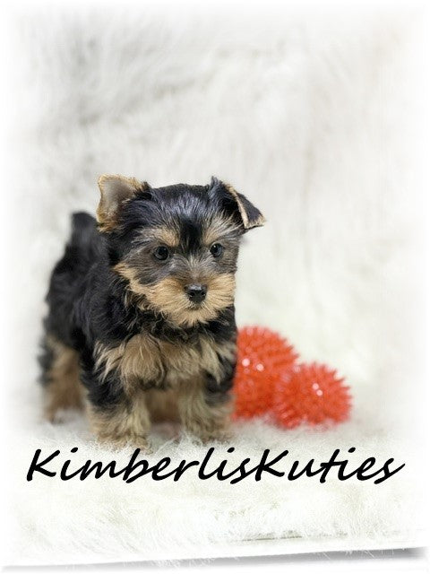 TRADITIONAL Yorkshire Terrier ~ Male, Koda