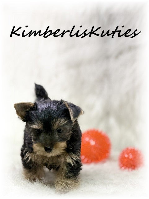 TRADITIONAL Yorkshire Terrier ~ Male, Koda