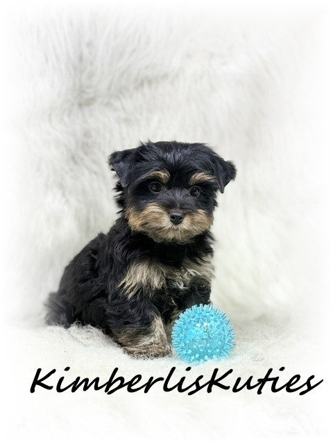 TRADITIONAL Yorkshire Terrier ~ Male, Kingston