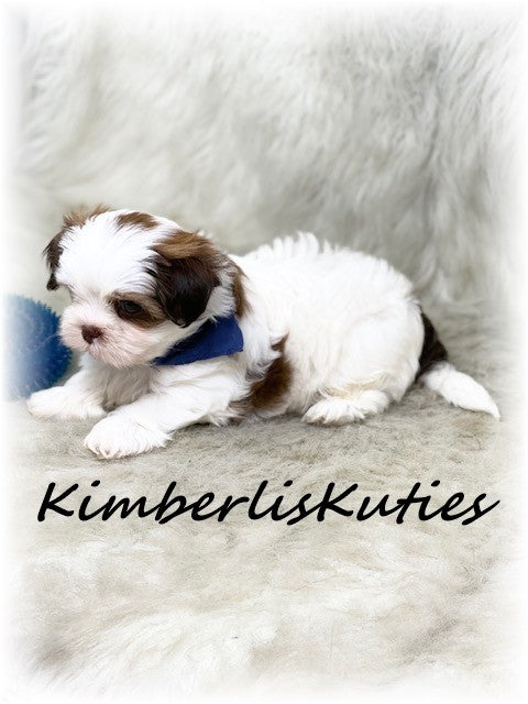SHORKIE (Shih Tzu/ Yorkshire Terrier) Male, Harley