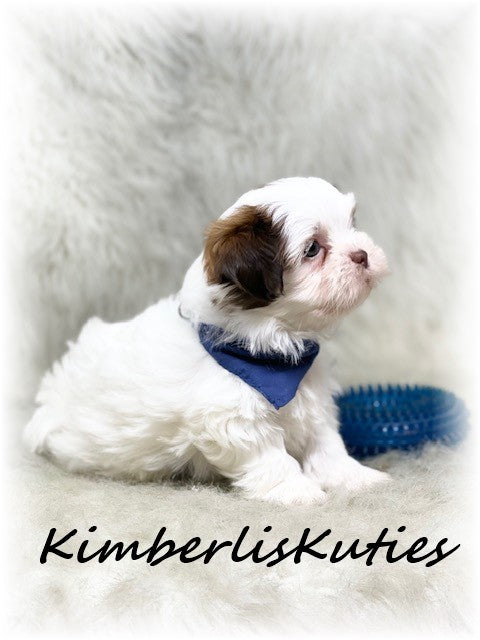 SHORKIE (Shih Tzu/ Yorkshire Terrier) Male, Harley