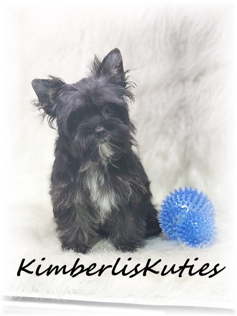 Non-Fading Yorkshire Terrier ~ Male, Beau