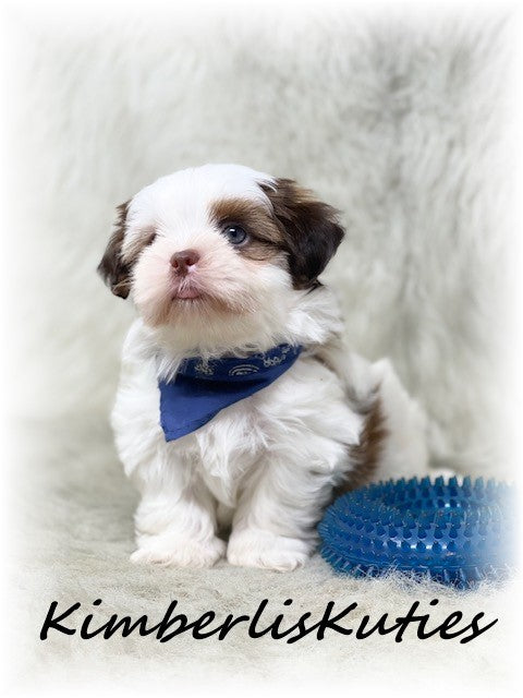 SHORKIE (Shih Tzu/ Yorkshire Terrier) Male, Harley