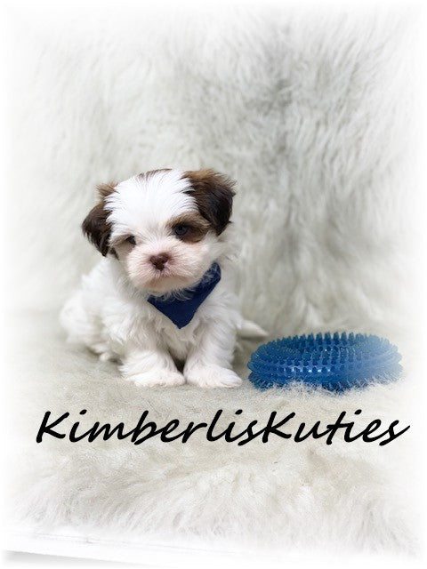 SHORKIE (Shih Tzu/ Yorkshire Terrier) Male, Harley
