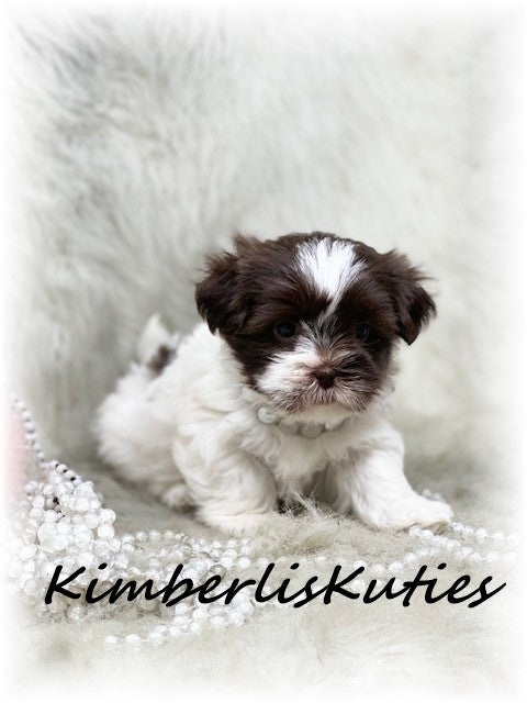 SHORKIE (Shih Tzu/ Yorkshire Terrier) Female, Hayley