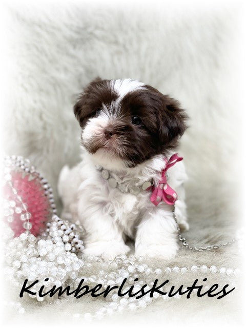 SHORKIE (Shih Tzu/ Yorkshire Terrier) Female, Hayley
