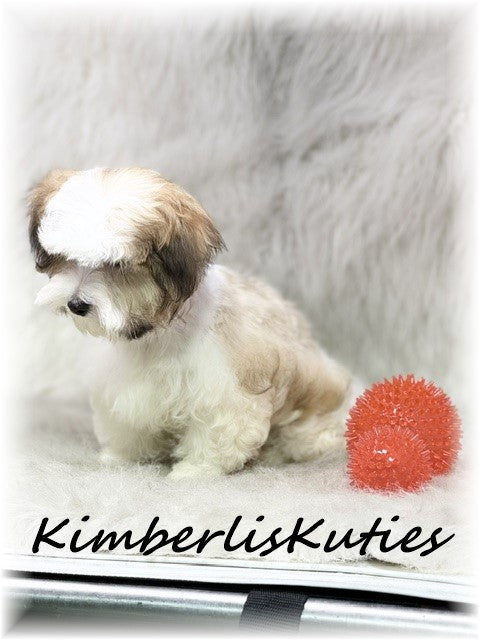 MORKIE (Maltese/ Yorkshire Terrier) Male, Nitro