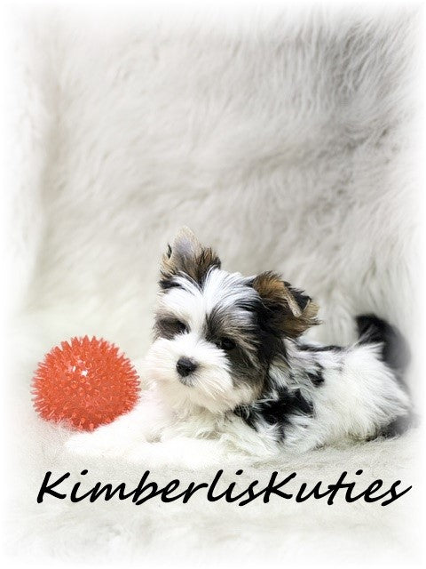 PARTI Yorkshire Terrier ~ Male, Rip