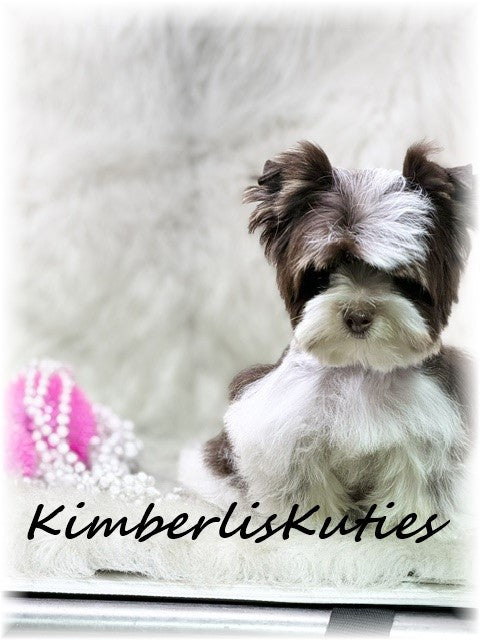 CHOCOLATE PARTI Yorkshire Terrier ~ Female, Phoebe