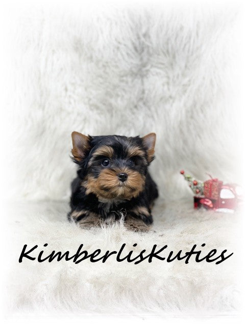 TRADITIONAL Yorkshire Terrier ~ Male, Shiloh