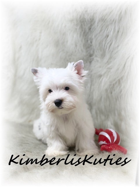 PARTI Yorkshire Terrier ~ Male, Beau