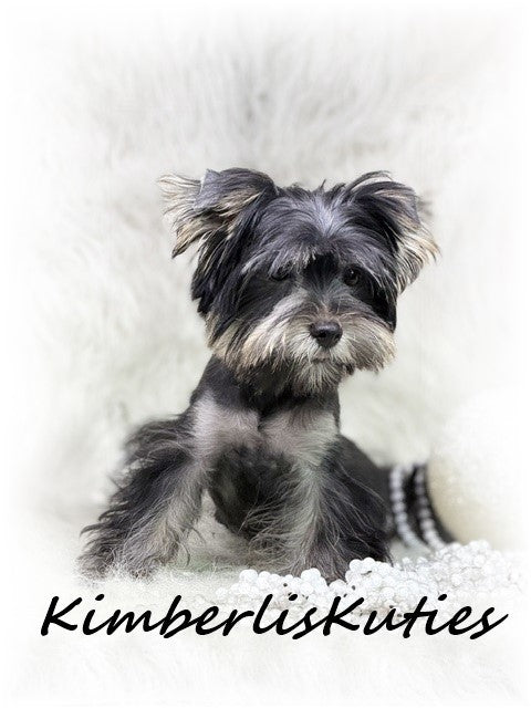 TRADITIONAL Black Yorkshire Terrier ~ Female, Brooklyn