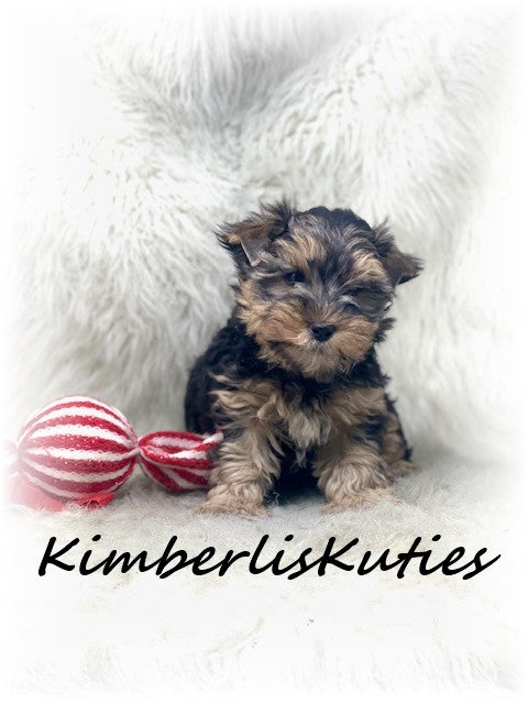 TRADITIONALYorkshire Terrier ~ Male, Dagger