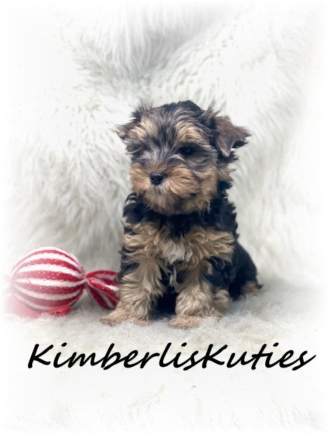 TRADITIONALYorkshire Terrier ~ Male, Dagger
