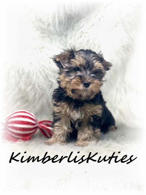TRADITIONALYorkshire Terrier ~ Male, Dagger