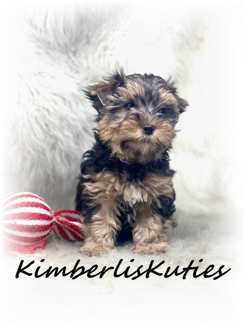 TRADITIONALYorkshire Terrier ~ Male, Dagger