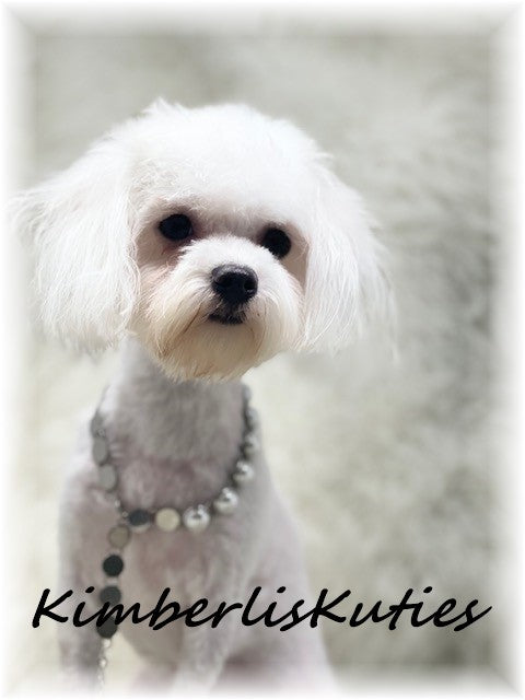 MALTESE Female, Hayes