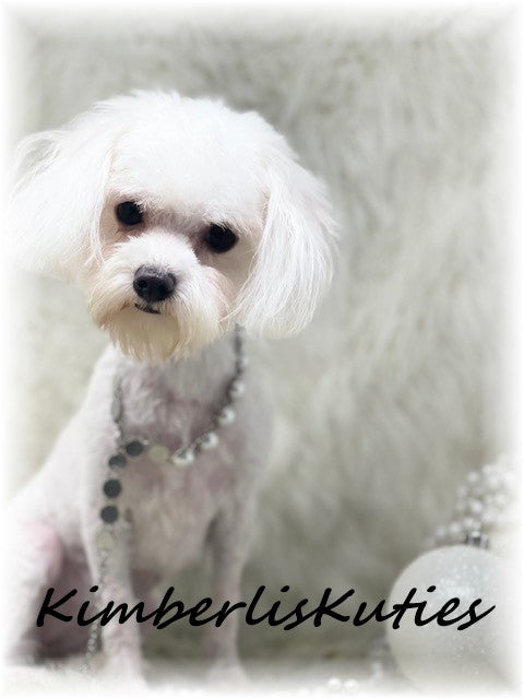 MALTESE Female, Hayes