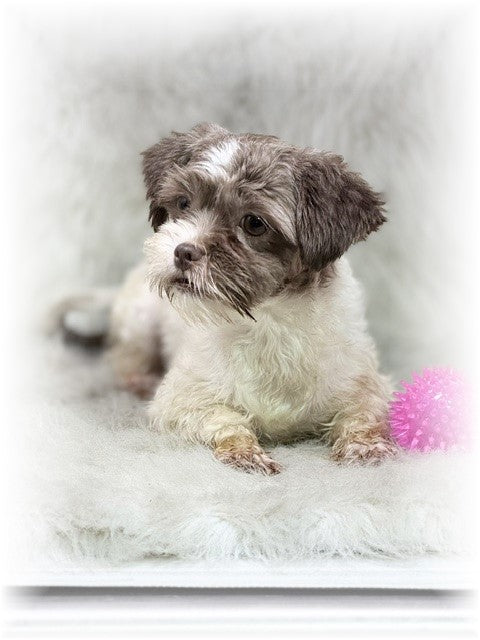 SHORKIE (Shih Tzu/ Yorkshire Terrier) Female, Hayley