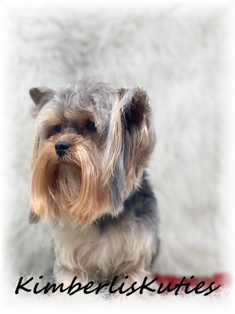 TRADITIONAL Yorkshire Terrier ~ Male, Phoenix 3lbs. 8oz. 1yr old