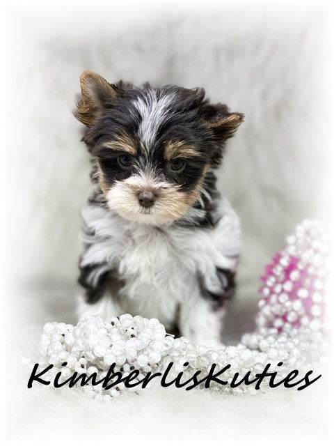 CHOCOLATE PARTI Yorkshire Terrier ~ Female, Pixie