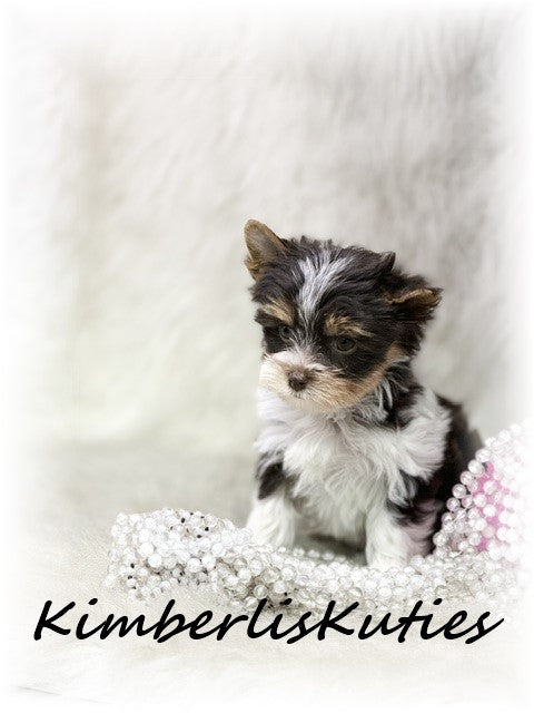 CHOCOLATE PARTI Yorkshire Terrier ~ Female, Pixie