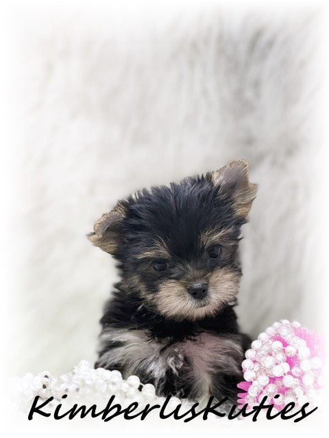 TRADITIONAL Yorkshire Terrier ~ Female, Poppy