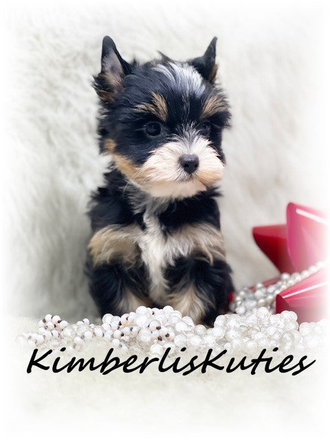 PARTI Yorkshire Terrier ~ Female, Sawyer