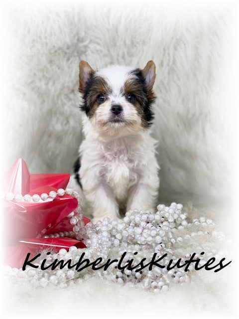 PARTI Yorkshire Terrier ~ Female, Blair