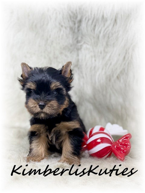 TRADITIONAL Yorkshire Terrier ~ Male, Stetson