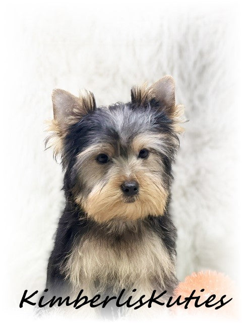 TRADITIONAL Yorkshire Terrier ~ Male, Koda