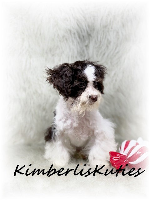 MALTI-POO (Maltese/Toy Poodle) Male, Nile