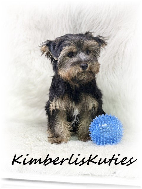 TRADITIONAL Yorkshire Terrier ~ Male, Gunner