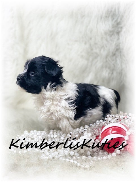 MORKIE (Maltese/Yorkshire Terrier) Female, Wiley