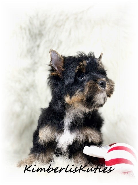 TRADITIONAL Yorkshire Terrier ~ Male, Paxton
