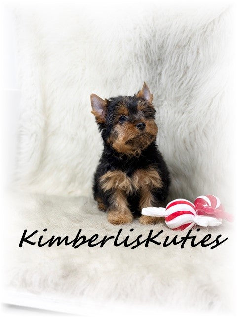 TRADITIONAL Yorkshire Terrier ~ Male, Bruno