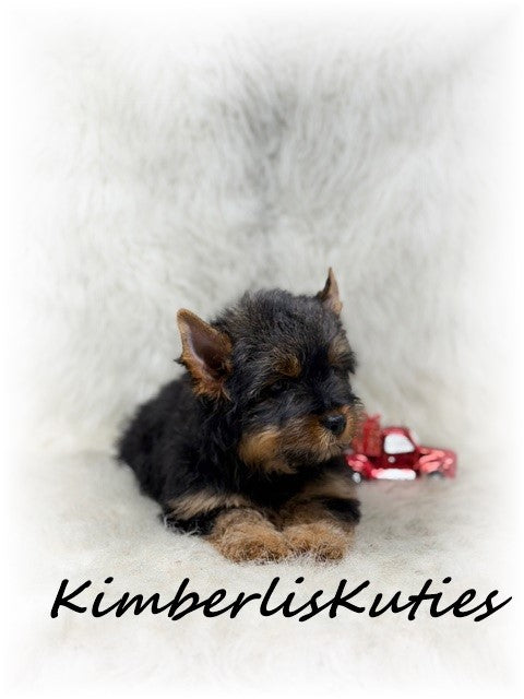 TRADITIONAL Yorkshire Terrier ~ Male, Buster