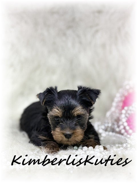 TRADITIONAL Yorkshire Terrier ~ Female, Blakely