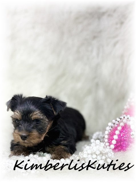 TRADITIONAL Yorkshire Terrier ~ Female, Blakely