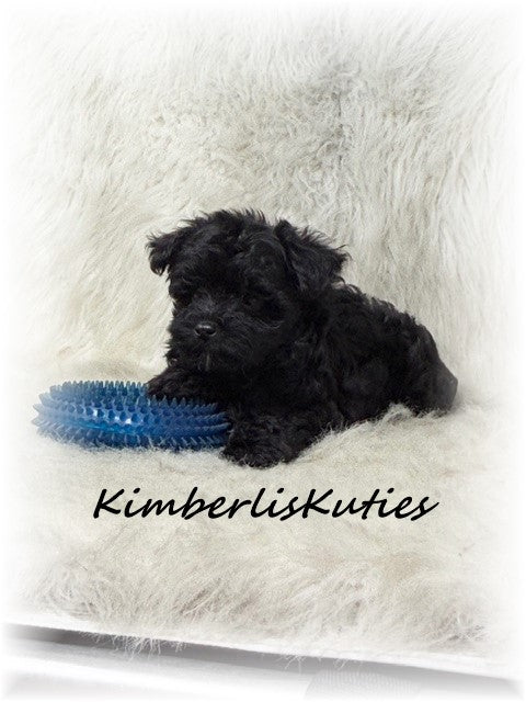 MORKIE (Maltese/ Yorkshire Terrier) Male, Harvey