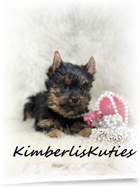 TRADITIONAL Yorkshire Terrier ~ Female, Kylie