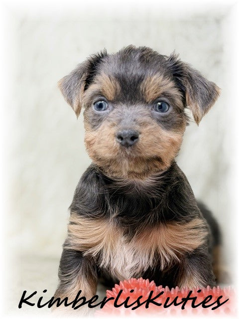 MORKIE (Maltese/ Yorkshire Terrier) Male, Alec